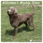 Alderman's Labradors