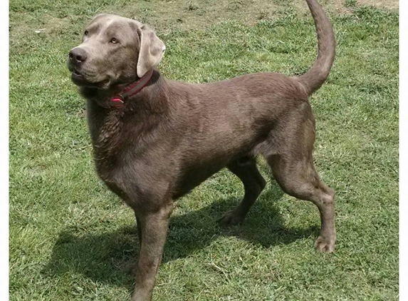 Alderman's Labradors - Dana, KY