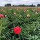 Adelman Peony Gardens