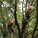 Woodlawn Tree Service - Arborists