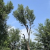 Monster Tree Service of Greater Boulder gallery