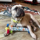 San Diego Dog Training - Pet Training