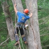 Colonial Tree Service gallery