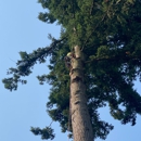 Earthworks Tree Service - Arborists