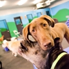 Dogdayz gallery