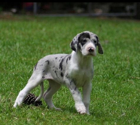 Gentle Giant Great Danes. Siri 2 months old