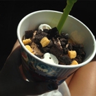 Menchie's Frozen Yogurt