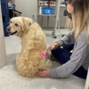 Kelsey Canine Medical Center gallery