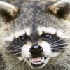 Critter Control Triad gallery