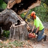 Advanced Tree Management gallery