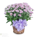 The Flower Bucket - Delivery Service