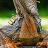 Covenant Wildlife gallery