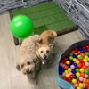 Majesty Pet Hotels gallery