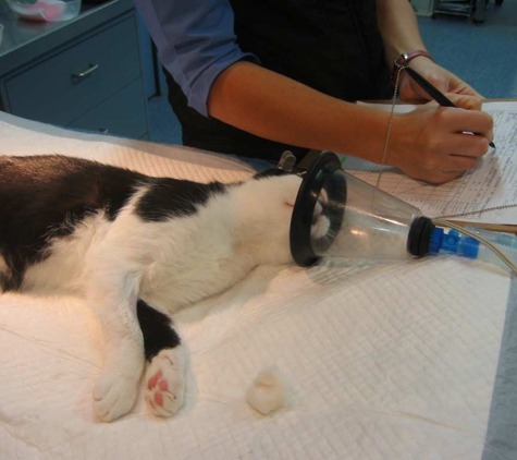 Nicklin Way Veterinary Surgery - Warana, QLD