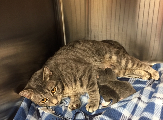 Corbin Animal Clinic - Corbin, KY. Meow Meow will her 2 surviving babies