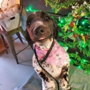 Bark & Beyond - Pet Grooming