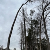 Branched Out Tree Service gallery