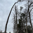 Branched Out Tree Service - Tree Service