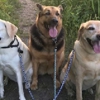 Happy Tails Denton Pet Sitters & Dog Walkers gallery