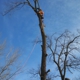 Kivisto West Tree Service LLC