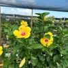 The Nursery-the Hidden Gem gallery