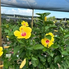 The Hidden Gem Nursery