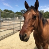Lapeyre Ranch - A Premier Horse Boarding Facility gallery