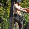 Evergreen Tree Trimming and Removal Service gallery
