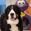 Rapawzel Dog Grooming & Daycare gallery