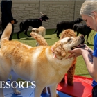 K9 Resorts Luxury Pet Hotel Emerson