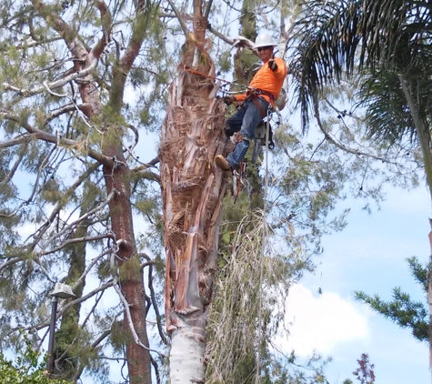 D & A Tree Service Inc - Bakersfield, CA