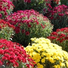 Schroeder's Garden Center, Landscape & Drainage Supply