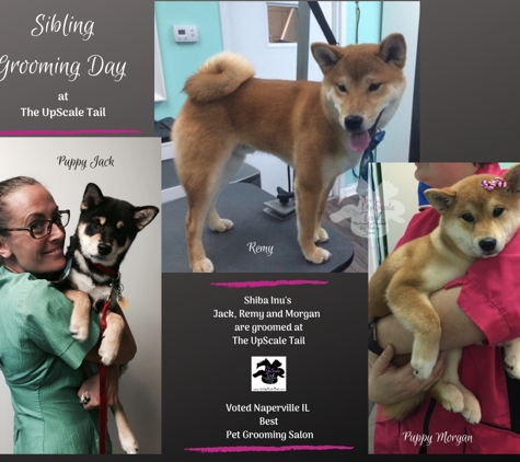 The Upscale Tail Pet Grooming Salon - Naperville, IL. Shiba Inu Grooming