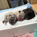 Billings Animal Family Hospital - Veterinarians