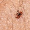 B&B Pest Control gallery