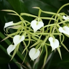 Odom's Orchids Inc
