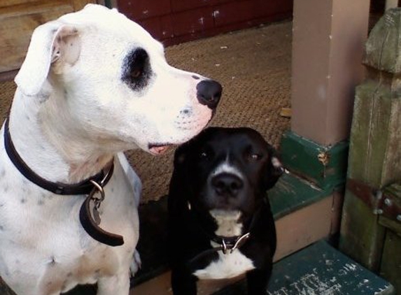 Coast Veterinary Hospital - Gulfport, MS. Petey, on the right, and Paulie, on the left