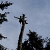 HornButte Tree Service gallery
