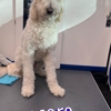 Pooch Parlor gallery