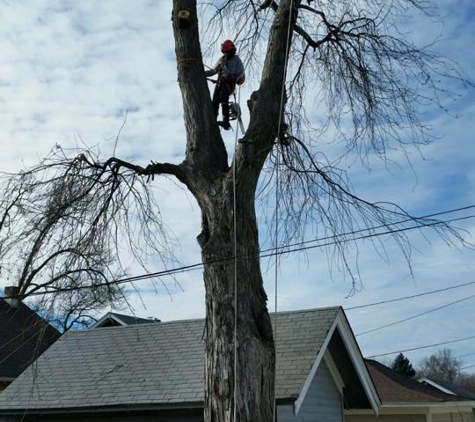 Tree Services of Omaha - Omaha, NE