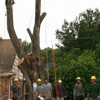 Molina Tree Service gallery