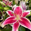 Nita's Flowers gallery