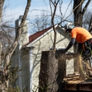 National Tree Experts - Tree Service