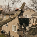 A To Z Buffalo Trees - Tree Service