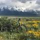 Teton Mountain Bike Tours