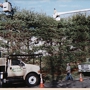 Evergreen Tree Service