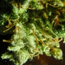 Star Buds - Holistic Practitioners