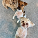 Bayside Pet Resort - Pet Services