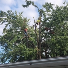 BC Tree Care