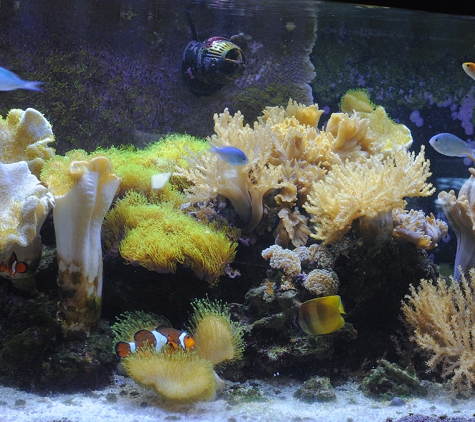 Aquarium Services by Dave Bennett - Saint Peters, MO